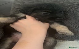 Mixed Breed dogs for sale: German Shepherd x Collie Mix Puppies for sale - Image 4