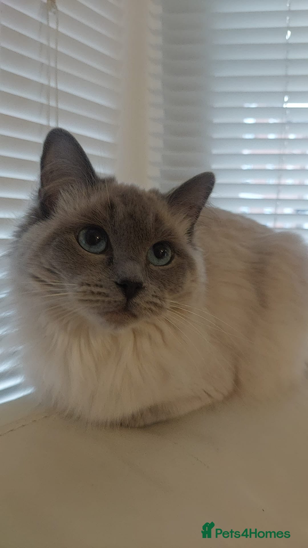 Ragdoll cats Miya ragdol blue point - Advert 1