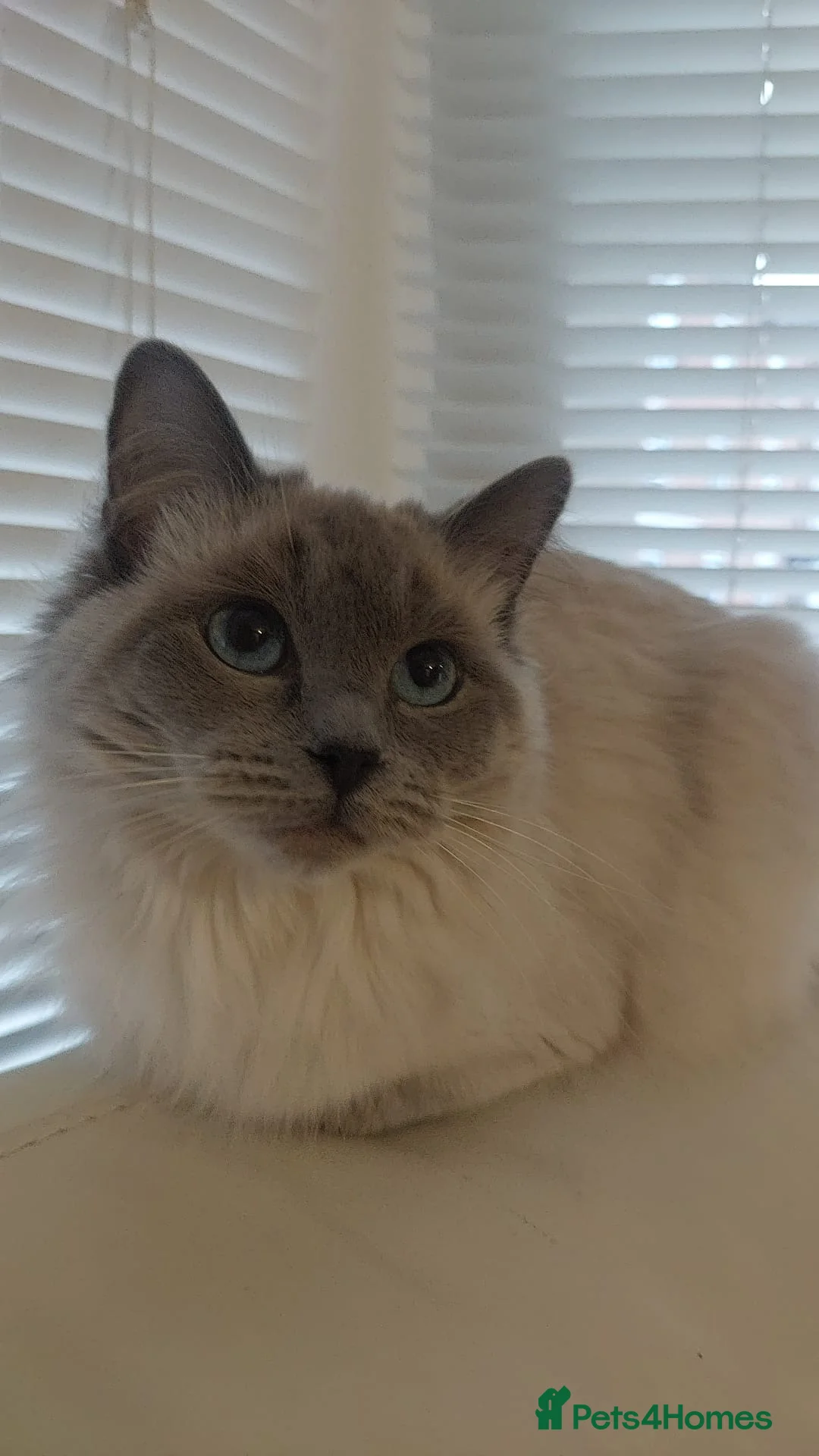 Ragdoll cats for stud: Miya ragdol blue point - Advert 1