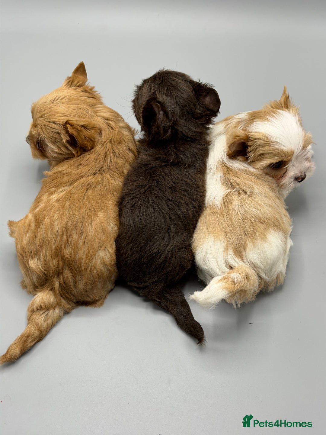 Yorkshire Terrier dogs for sale:  Ready to go Pedigree Puppies Yorkshire Terriers - Advert 13