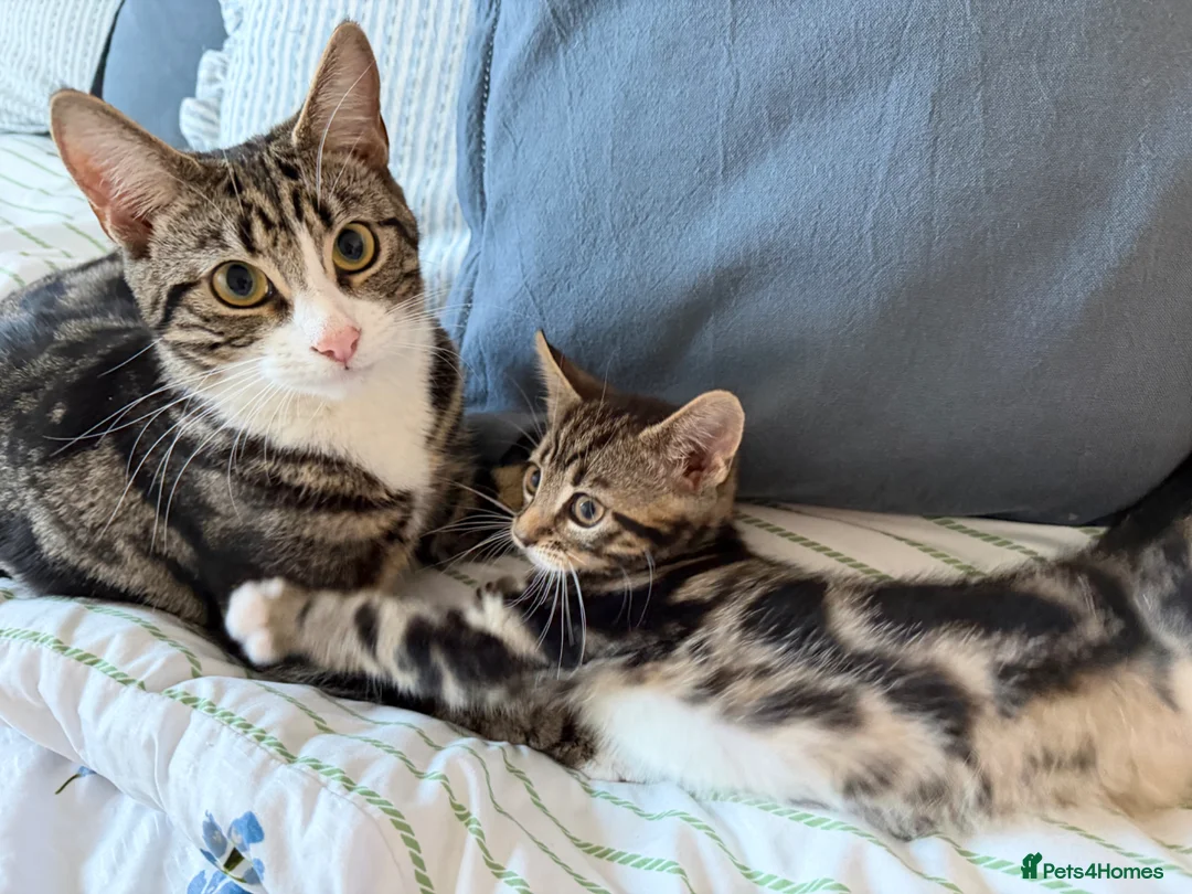 Mixed Breed cats for sale: Female kitten for sale  - Advert 1