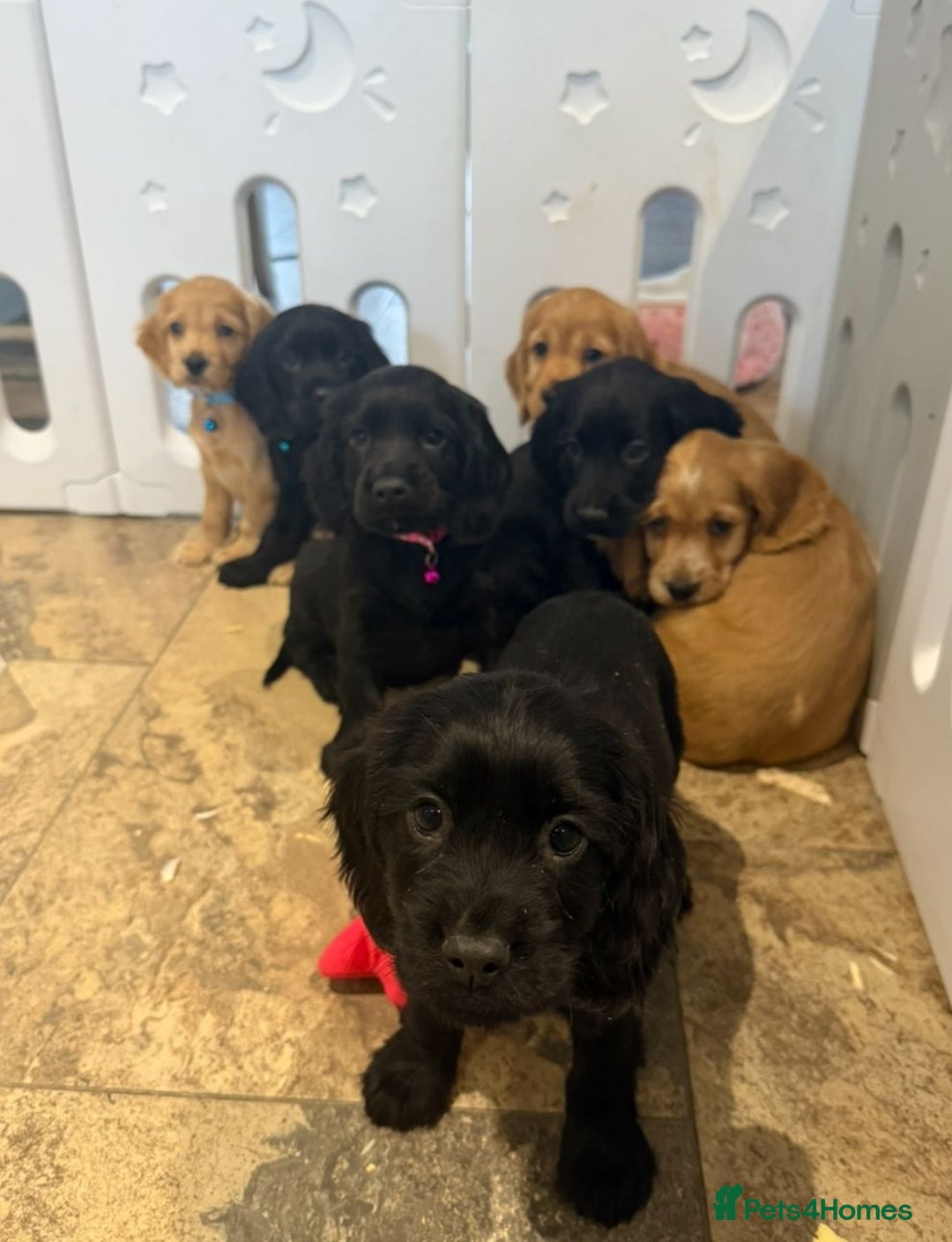 Cocker Spaniel dogs for sale: Stunning Cocker Spaniel Puppies  - Advert 2