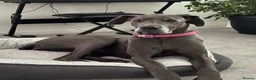 Great Dane dogs for sale: Stunning Great Dane for Rehome - Advert 3