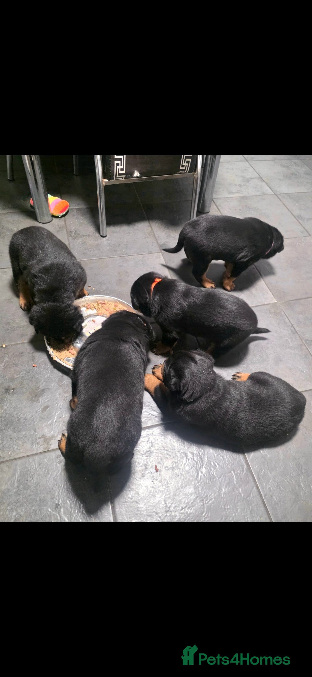 Rottweiler dogs Kc rottweiler viewing welcom. - Advert 6