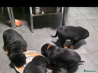 Rottweiler dogs Kc rottweiler viewing welcom. - Advert 6