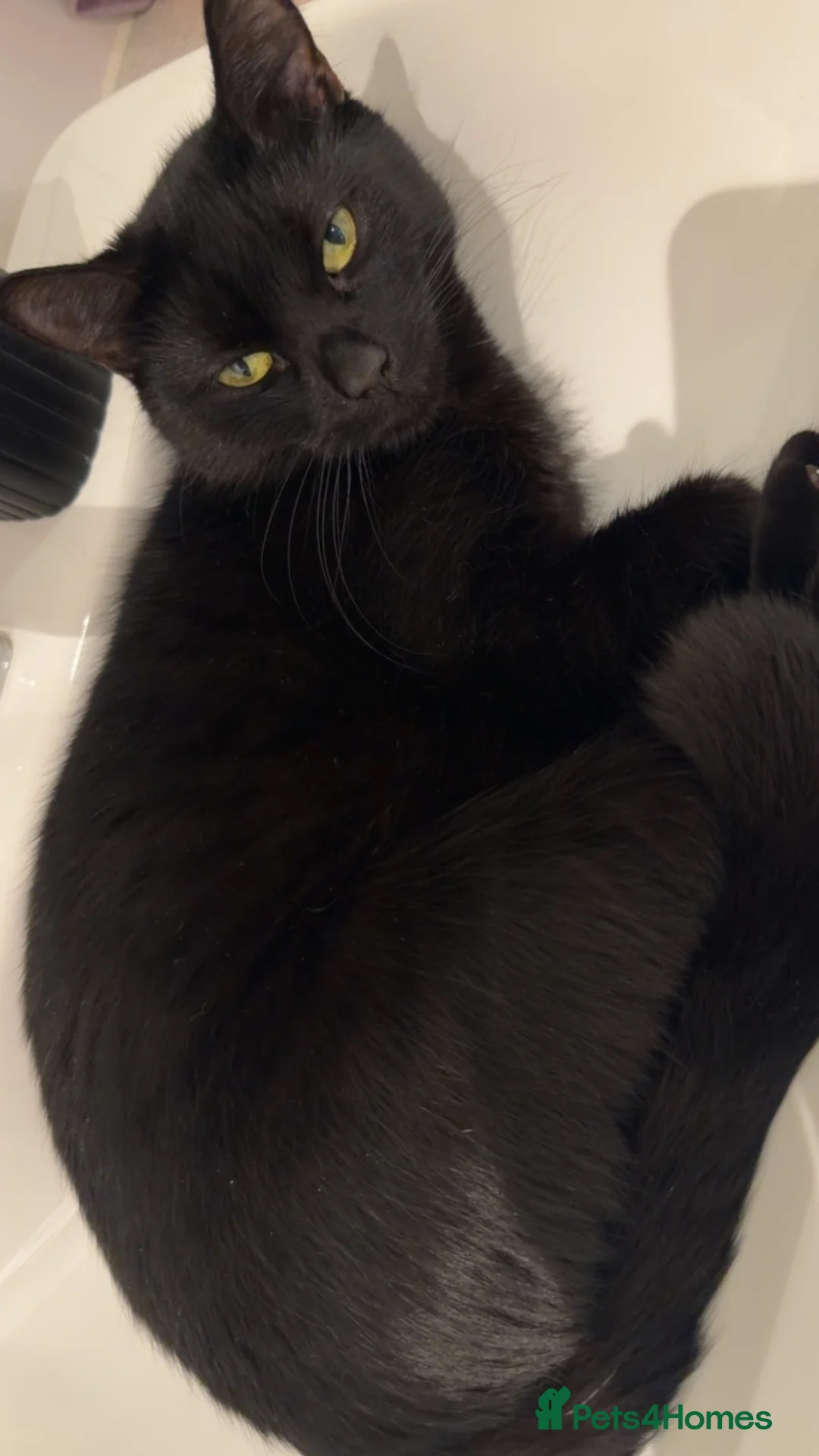 Mixed Breed cats for sale: Tuxedo kittens - Advert 2