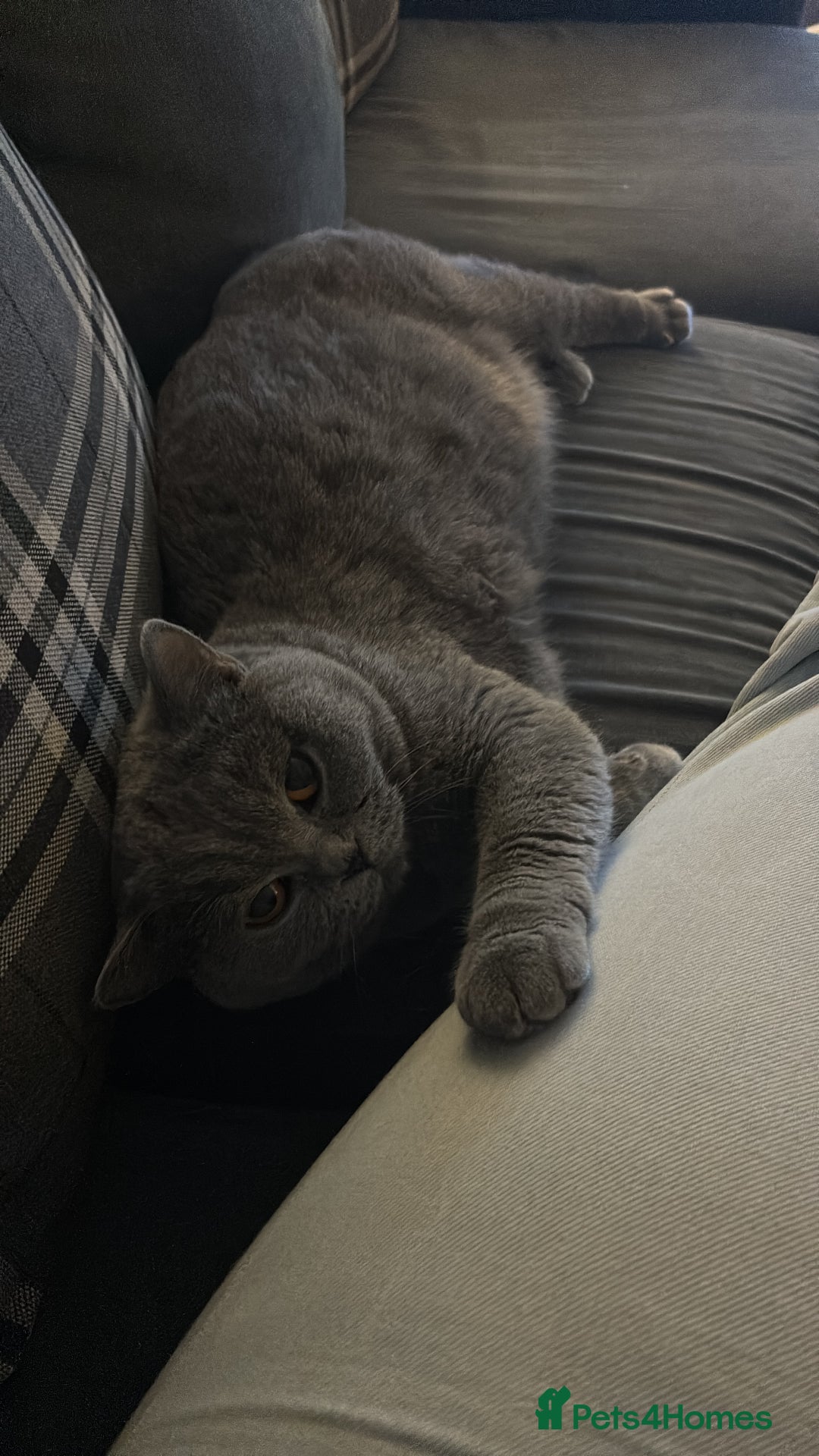 British Shorthair cats for sale: Blue active queen  - Advert 2