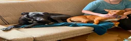 Mixed Breed dogs for adoption: Shadow - Podenco Maneto  in Birmingham - Advert 12