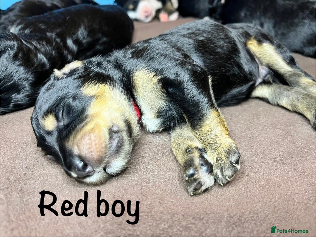 Bernedoodle dogs for sale: Exceptional F1 Bernedoodle Puppies - Advert 39