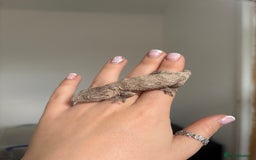 Gecko reptiles for sale: Baby Leachianus gecko x 2 for sale  - Image 7