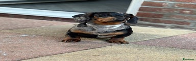 Miniature Dachshund 