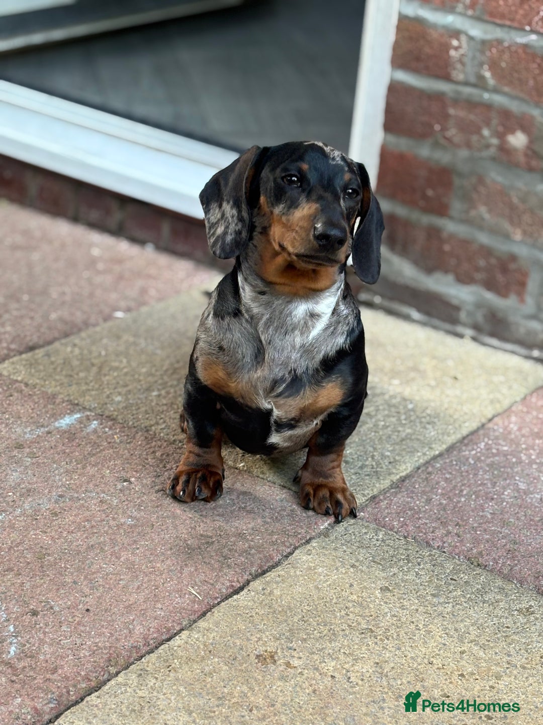 Miniature Dachshund dogs for sale: Miniature dapple dachshund  - Advert 2