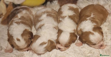 Cavalier King Charles Spaniel dogs - Advert 6