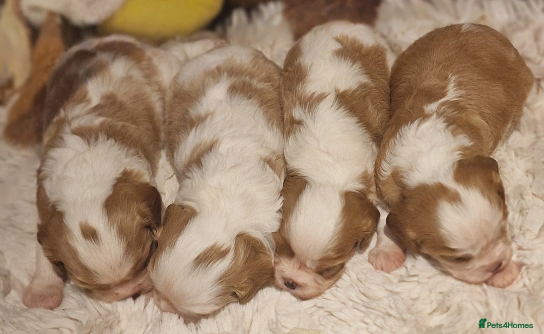 Cavalier King Charles Spaniel dogs for sale: Gorgeous k.c registered cavalier puppies  - Image 2