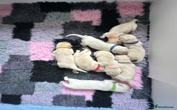 Golden Retriever dogs for sale: Golden Retriever Puppies for sale - Image 4