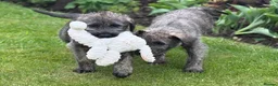 Irish Wolfhound dogs for sale: Irish wolfhound puppies for sale - Advert 7