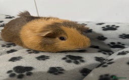 Guinea Pig rodents for sale: bonded longhair female guineapigs for sale - Image 4