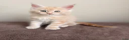 Maine Coon cats for sale: GCCF REGISTERED MAINE COONS  - Advert 4