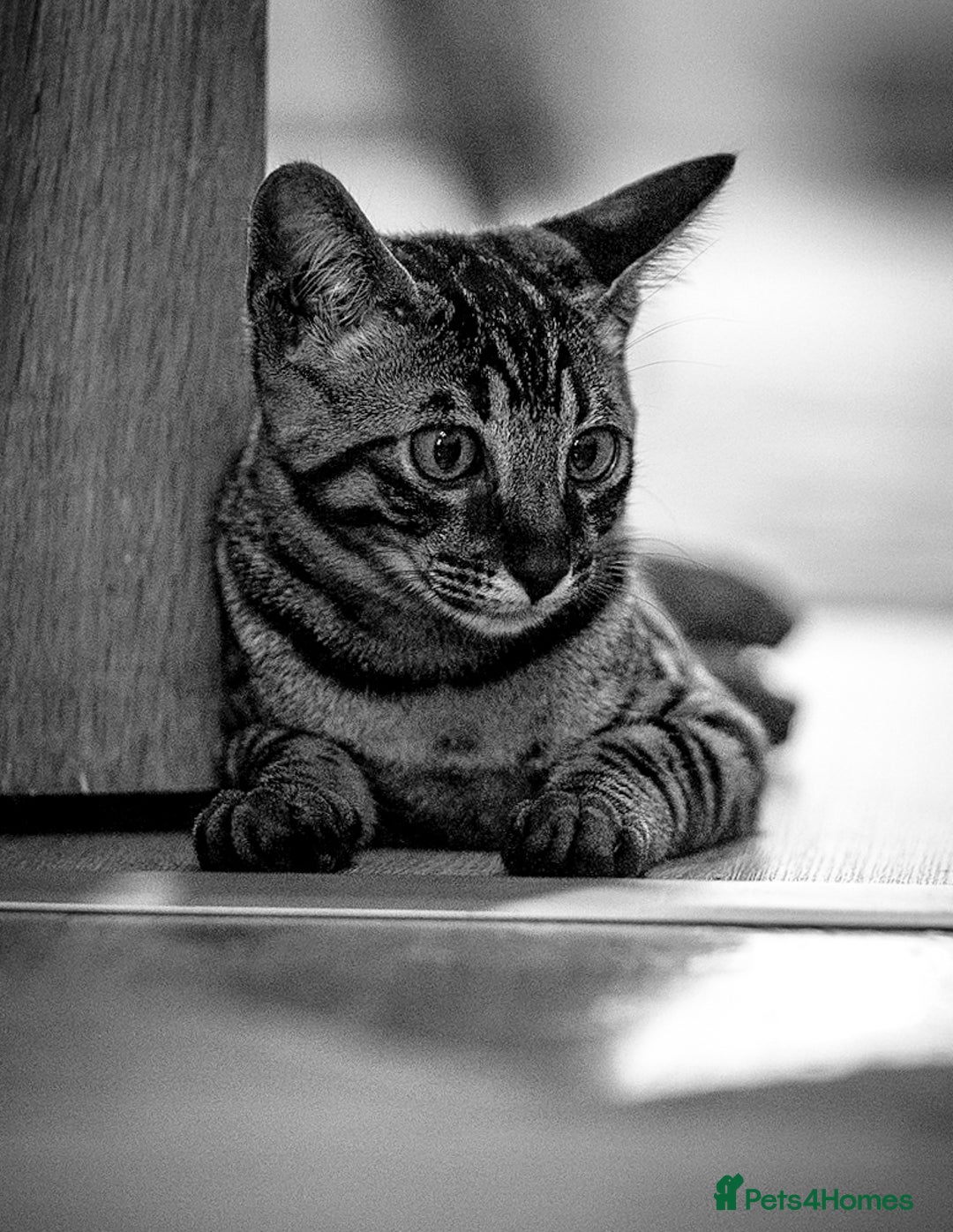 Savannah cats for sale: Savannah F5 cat female 9 months  - Advert 5