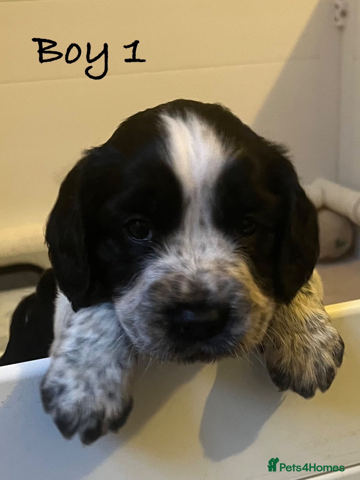 Cocker Spaniel dogs Exceptional KC Working Cocker Spaniel Puppies - Advert 2