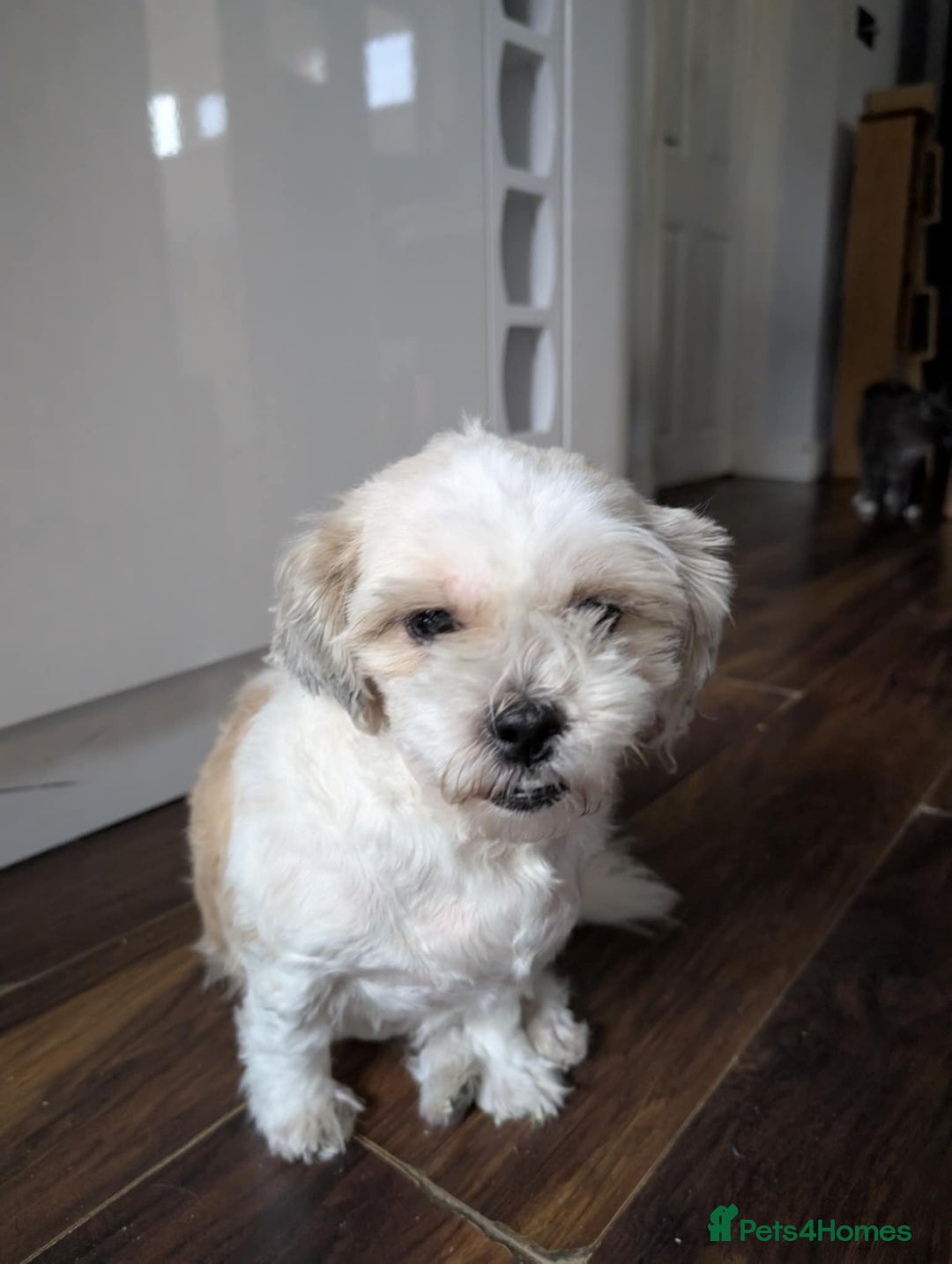 Zuchon dogs for sale: Loving, Permanent Home Wanted for Melody & Eclipse - Advert 7