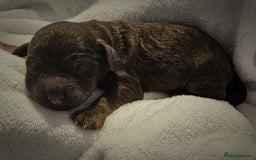 Cockapoo dogs for sale: sable & phantom & tri colour cockapoo puppies  - Image 9