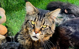 Maine Coon cats for sale: 2 stunning 3/4 Maine Coon boys - Image 8