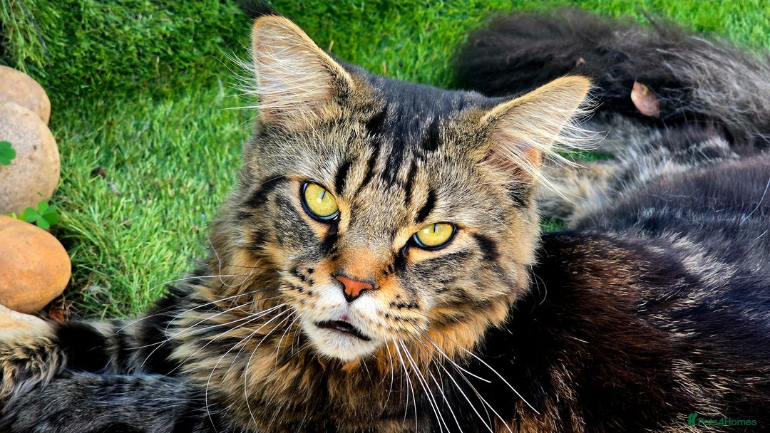 Maine Coon cats for sale: 2 stunning 3/4 Maine Coon boys - Image 8