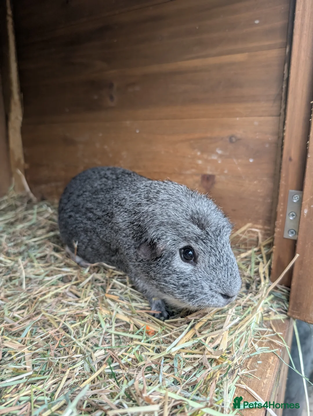 Guinea Pig rodents for sale: Male guinea pig  - Advert 2