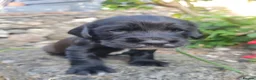 Sprocker dogs for sale: Beautiful, healthy Spaniel puppies. in Dover - Advert 16
