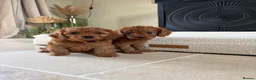 Cavapoo dogs for sale: DNA tested Dark red F1 cavapoo pups  - Advert 4