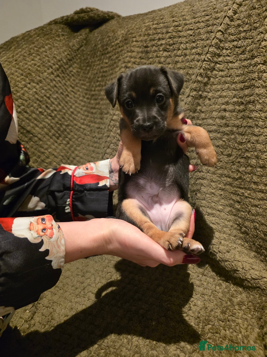 Jack Russell dogs for sale: Gorgeous Chunky Jack Russell Pups for sale - Advert 27