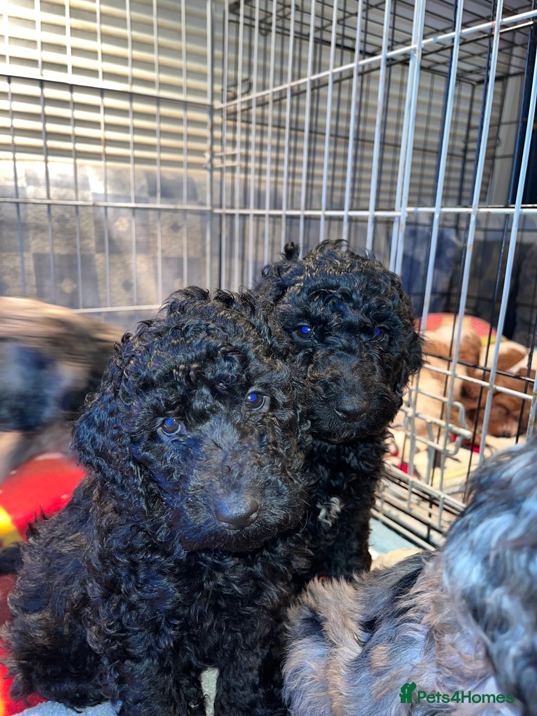 Cockapoo dogs for sale: *READY TO GO* Three beautiful black cockapoos - Advert 6