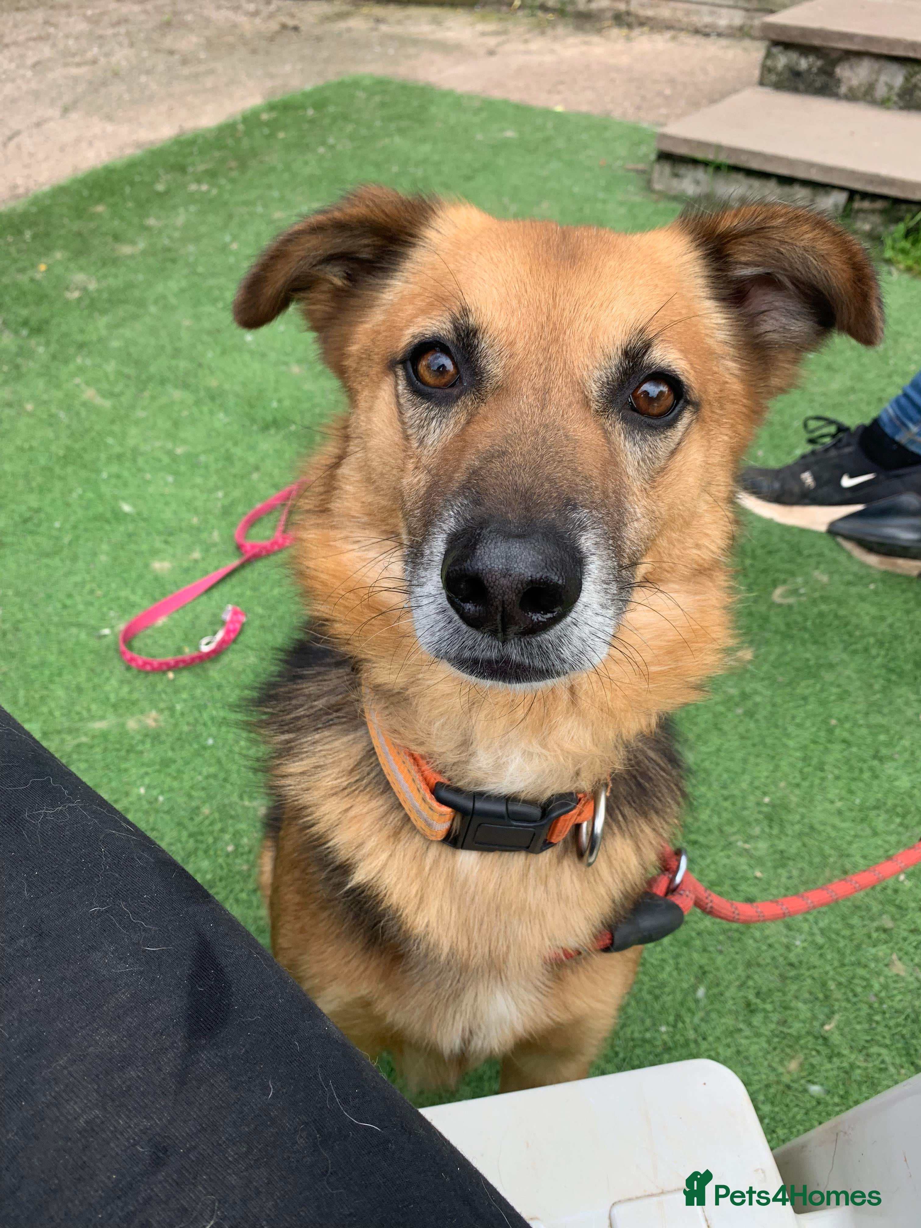 Mixed Breed dogs Meet Star, currently residing in Cheshire  in Nantwich - Advert 12
