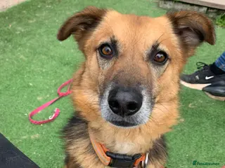 Mixed Breed dogs Meet Star, currently residing in Cheshire in Nantwich - Advert 10