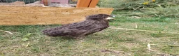 Quail poultry for sale: Mixed Colour Male Coturnix Quails - Advert 8