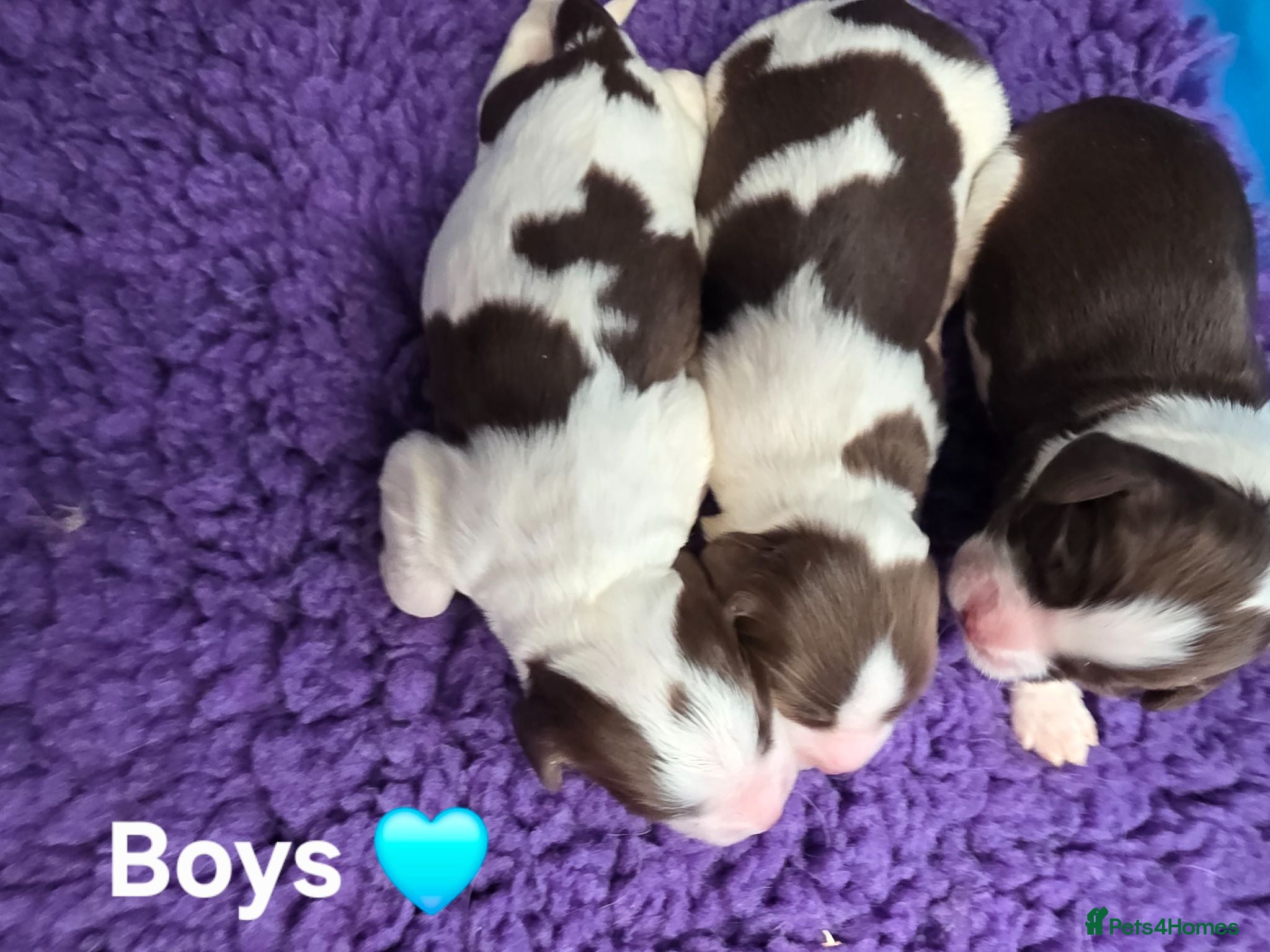 English Springer Spaniel dogs ⭐️ KC Home Reared Tested Springer Pups ⭐️ - Advert 2