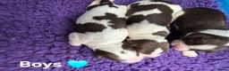 English Springer Spaniel dogs for sale: ⭐️ KC Home Reared Tested Springer Pups ⭐️ - Advert 3