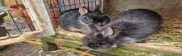 Mixed Breed rabbits for sale: Small, cute, soft, friendly bonded bunny brothers  - Advert 13