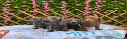 Dachshund dogs for sale: SOLID COLOUR MINI DAXI KC REG PRA CLEAR - Advert 7