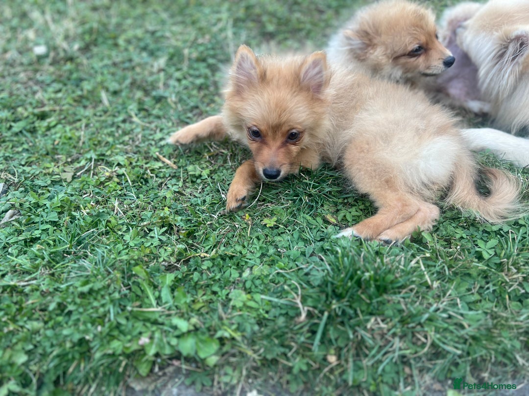 German Spitz dogs for sale: 4x Beautiful German Spitz Pomeranian Puppies  - Image 14