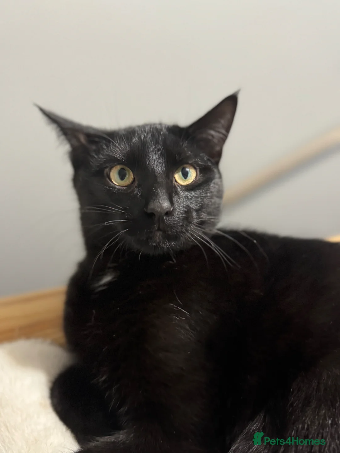 Mixed Breed cats for sale: Male cat - Advert 2