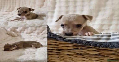 Whippet dogs - Advert 3