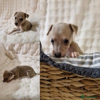 Whippet dogs - Advert 7