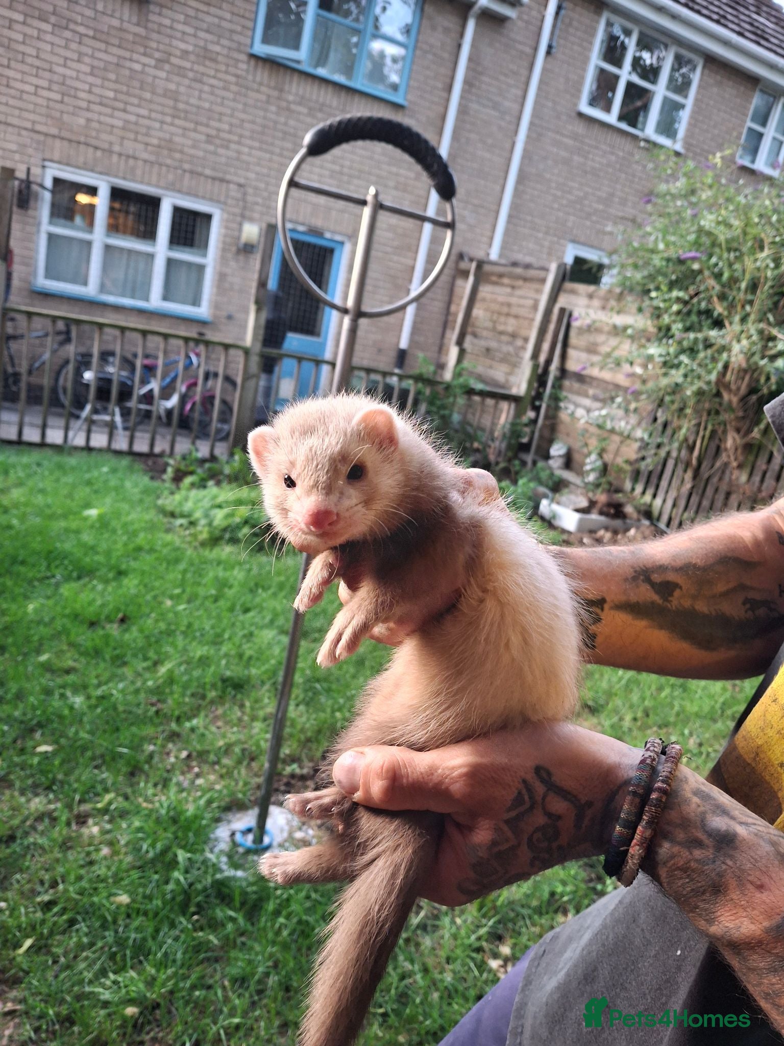 Ferret rodents Baby boy ferrets for sale - Advert 1