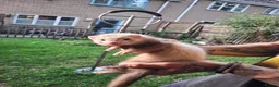 Ferret rodents for sale: Baby boy ferrets for sale in Oakham - Advert 1