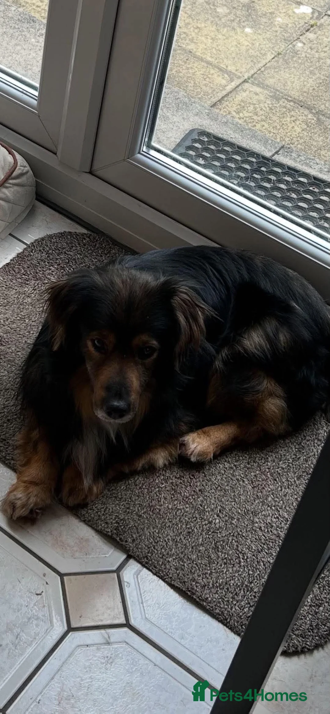 Mixed Breed dogs for adoption: 🐾💙 REX – A CHARMING LITTLE GENTLEMAN 💙🐾 in Chester - Advert 2