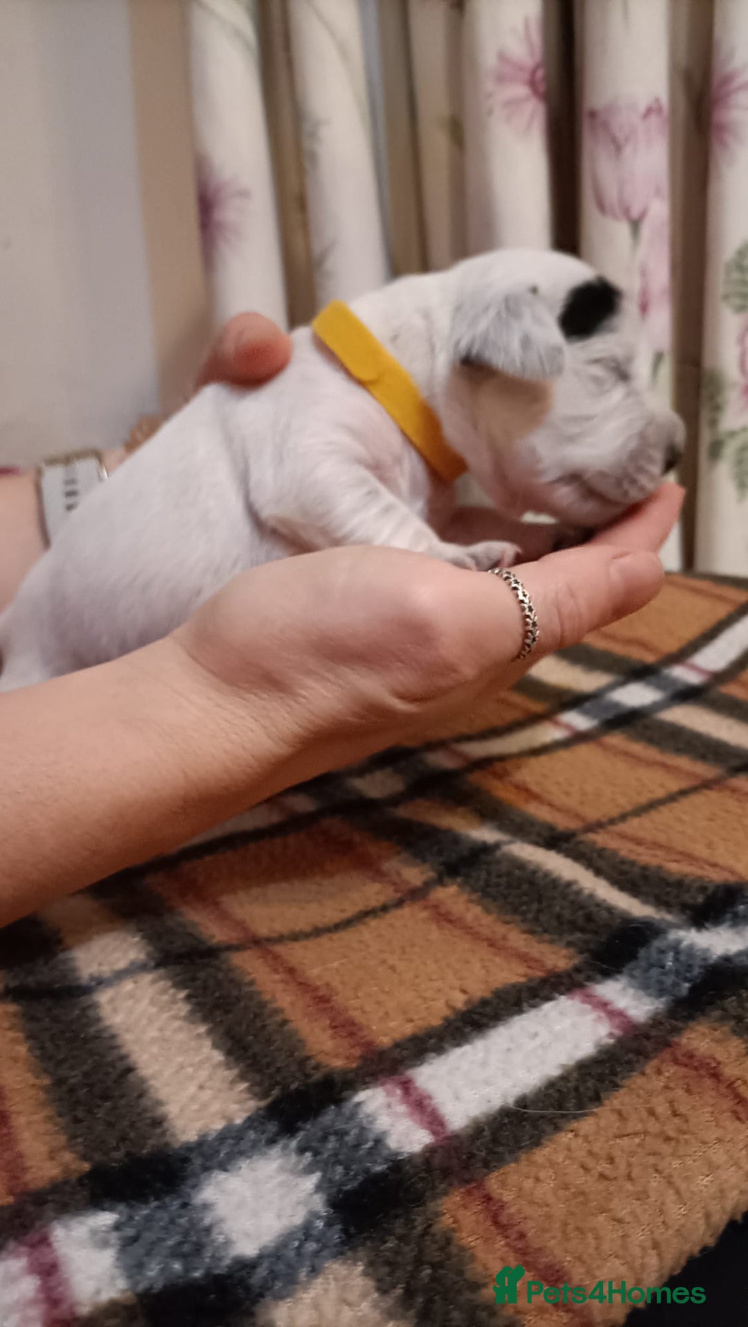 Mixed Breed dogs for sale: Cocker spaniel and terrier hybrid puppies  - Image 10