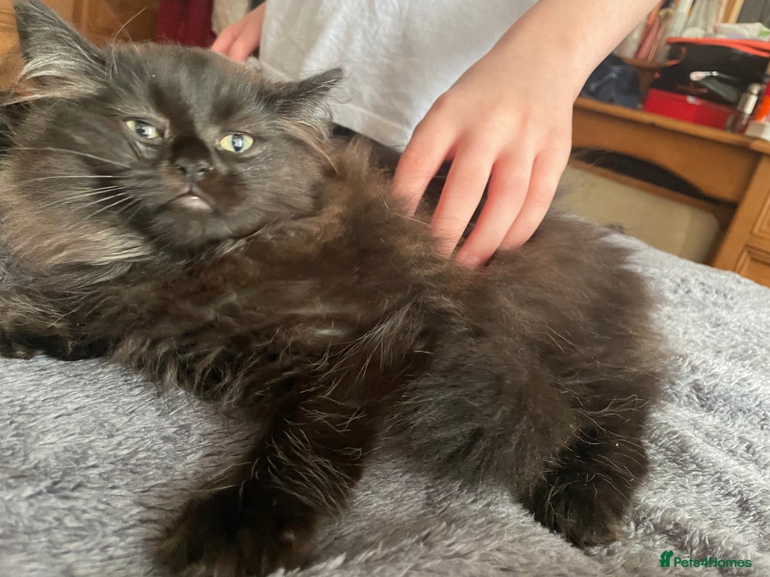 British Longhair cats for sale: Fluffy Cole kitty - Image 1