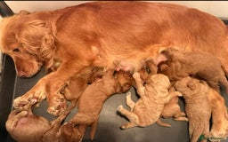 Cockapoo dogs for sale: F1 Cockapoo Puppy - Image 6